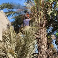 قطع برش نخل و درخت و دیمیت