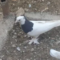 خواهان طوقی ماده