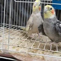 عروس هلندی