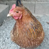 یک عدد مرغ تخم گذار
