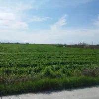 فروش-و-معاوضه-زمین-با-خودرو