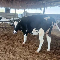 ۳راس گاو آبستن ۸ماهه و۲راس گوساله شیری|حیوانات مزرعه|جره و بالاده, |دیوار