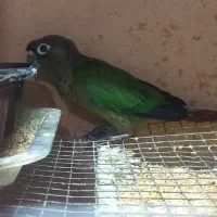 طوطی سبز معاوضه با ماده