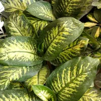 گلفروشی ژوان(کیهانشهر)|گل و گیاه طبیعی|کرمانشاه, |دیوار