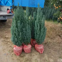 اریکا لوله‌ای|گل و گیاه طبیعی|شهرضا, |دیوار