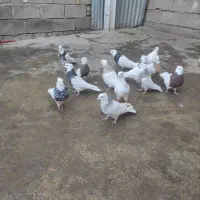 تعدادی طوقی