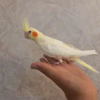 عروس هلندی نر ۳ ماهه|پرنده|فردیس, داوری|دیوار