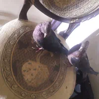 با سلام  نر وماده جفت اشنیکل