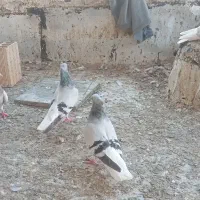 چهارجفت دمسفید