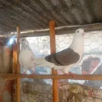 کبوتر‌های ساعت سنگین