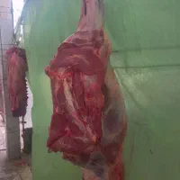 گوشت گوساله کیلو یک تومن