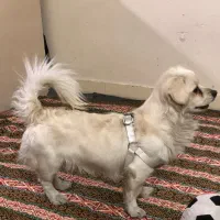 سگ پاکوتاه اشپیتز باهوش