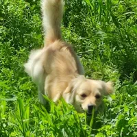 واگذاری اشپیتز گلدن|سگ|اصفهان, خوراسگان|دیوار