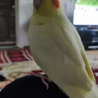 عروس هلندی ماده|پرنده|شیرود, |دیوار