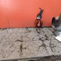 مرغ و خروس لری و رنگ جنگلی و  دو رگ لاری