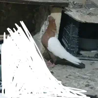 کفتر سینه سرخ|پرنده|تهران, شارق|دیوار