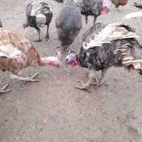 بوقلمون محلی