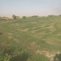 زمین-کشاورزی-سنددار-1-هکتاری-دشت-لیشتر