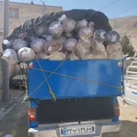 ویژه همشهری& فرش سارینا)|فرش|بوشهر, |دیوار