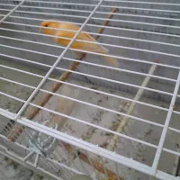 قناری معمولی|پرنده|مهریز, |دیوار