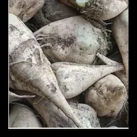 چغندر قند در جوین