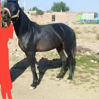 اسب مشکی