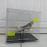 عروس هلندی|پرنده|مشهد, آزادشهر|دیوار