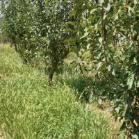 فروش زمین باغچه هشتگرد