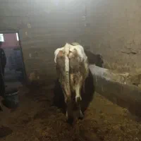 گاو و گوساله ماده