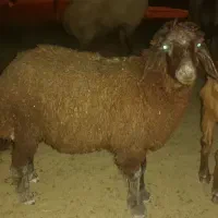 بره ماده و انواع میش برای عید قربان