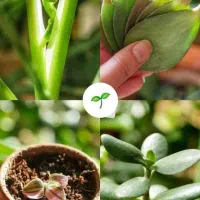 قرص کود ارگانیک|گل و گیاه طبیعی|هشتگرد, هشتگرد قدیم|دیوار