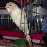 گرینچیک نر و ماده|پرنده|کرج, گلشهر|دیوار