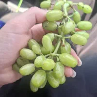 آبغوره