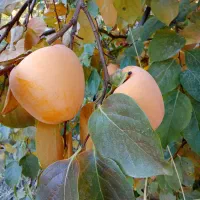 خرمالو انبه ای