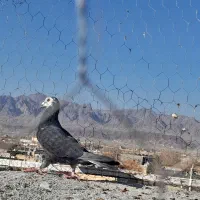 بزک|پرنده|کاشمر, |دیوار