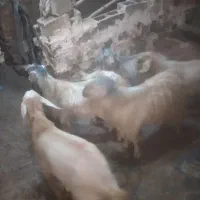 گوسفندکاور نرو ماده