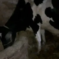 گاوپنج ماه ابسن پانزه کیلوشیر