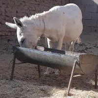 خر ماده فروشی