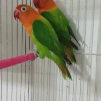 کوتوله جفت کار داده نر یا ماده تک