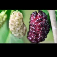 توت تازه