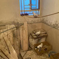 کبوتر سوالا تزیینی