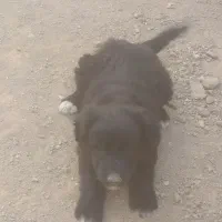 سگ ماده|سگ|خمینی‌شهر, |دیوار