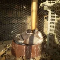 پیش فروش جوجه کبوتر مسافتی پلاکی آتم کفتر