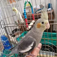 پرنده عروس هلندی
