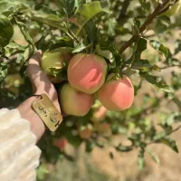 پخش نهال سیب رندرز ریشه لخت و گلدانی|خدمات باغبانی و درختکاری|دورود, |دیوار