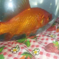 ماهی گلی