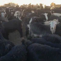 گله بز داشتی جوان چپش|حیوانات مزرعه|مبارکه, |دیوار