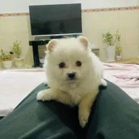 توله سگ پامرین پامر|سگ|هشتگرد, مدرس|دیوار