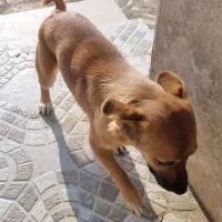 واگذاری سگ نژاددار|سگ|تبریز, |دیوار