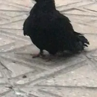 کبوتر زاغ چش نوک نر معاوضه با زاغ ماده|پرنده|شاهین‌شهر, شهرک گلدیس|دیوار